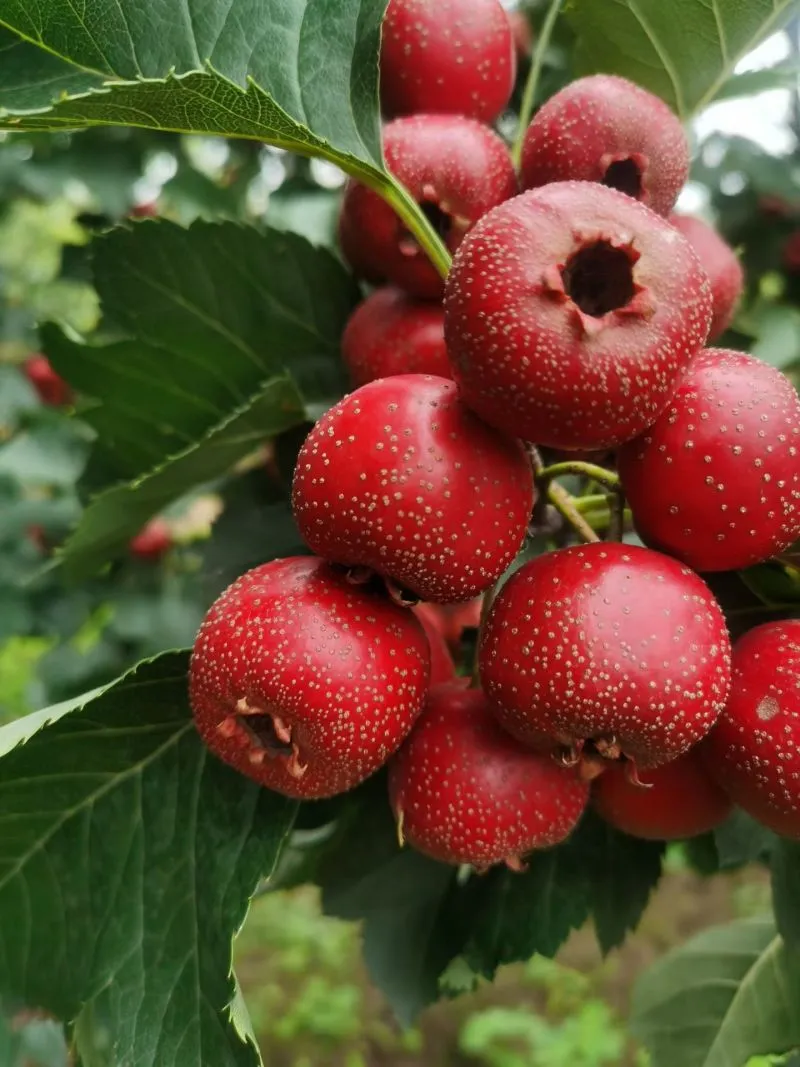 Hawthorn Berry