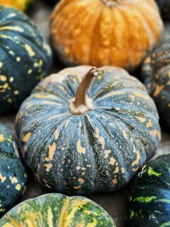 Pumpkin Pumpkin