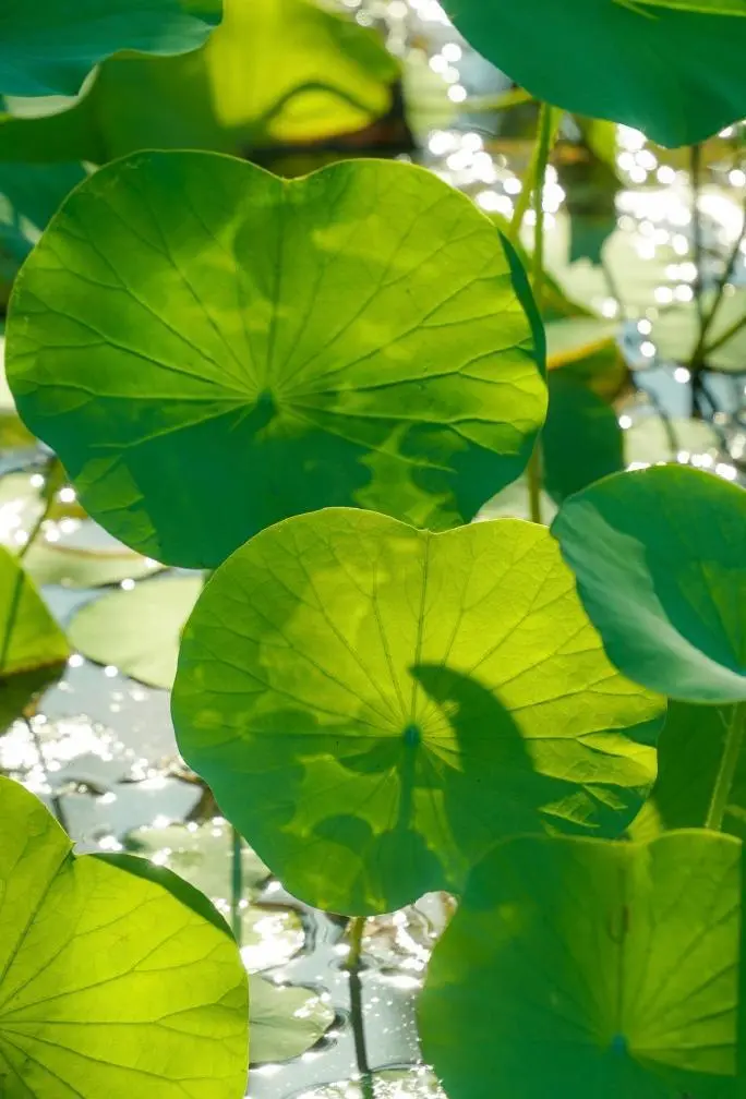 Lotus Leaf Lotus Leaf