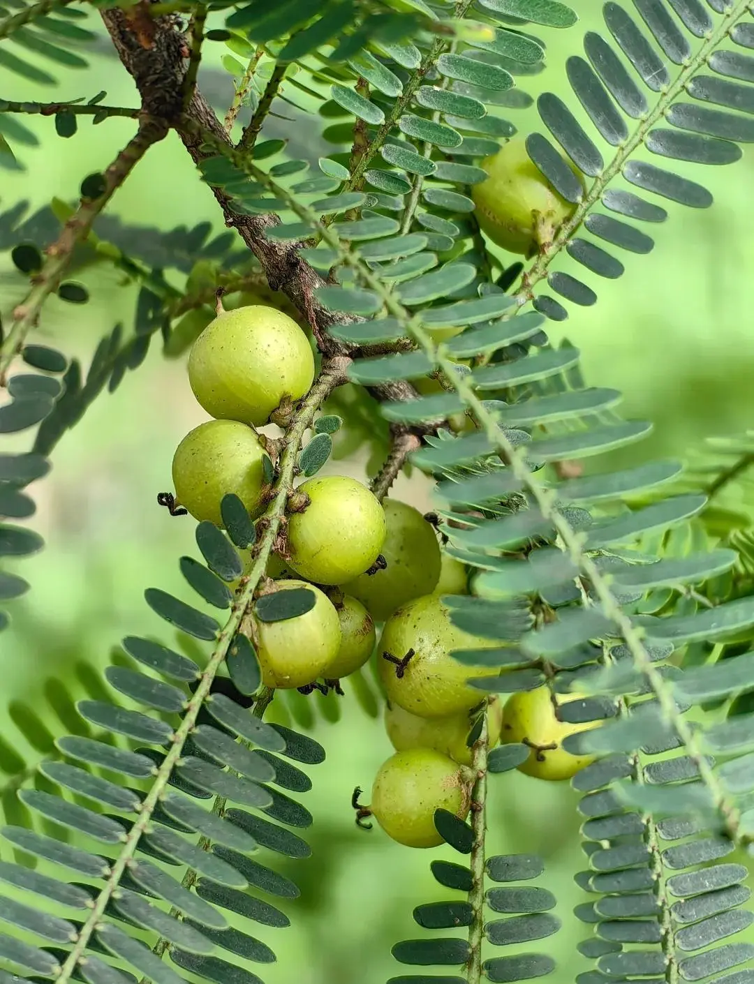 Phyllanthus Emblica