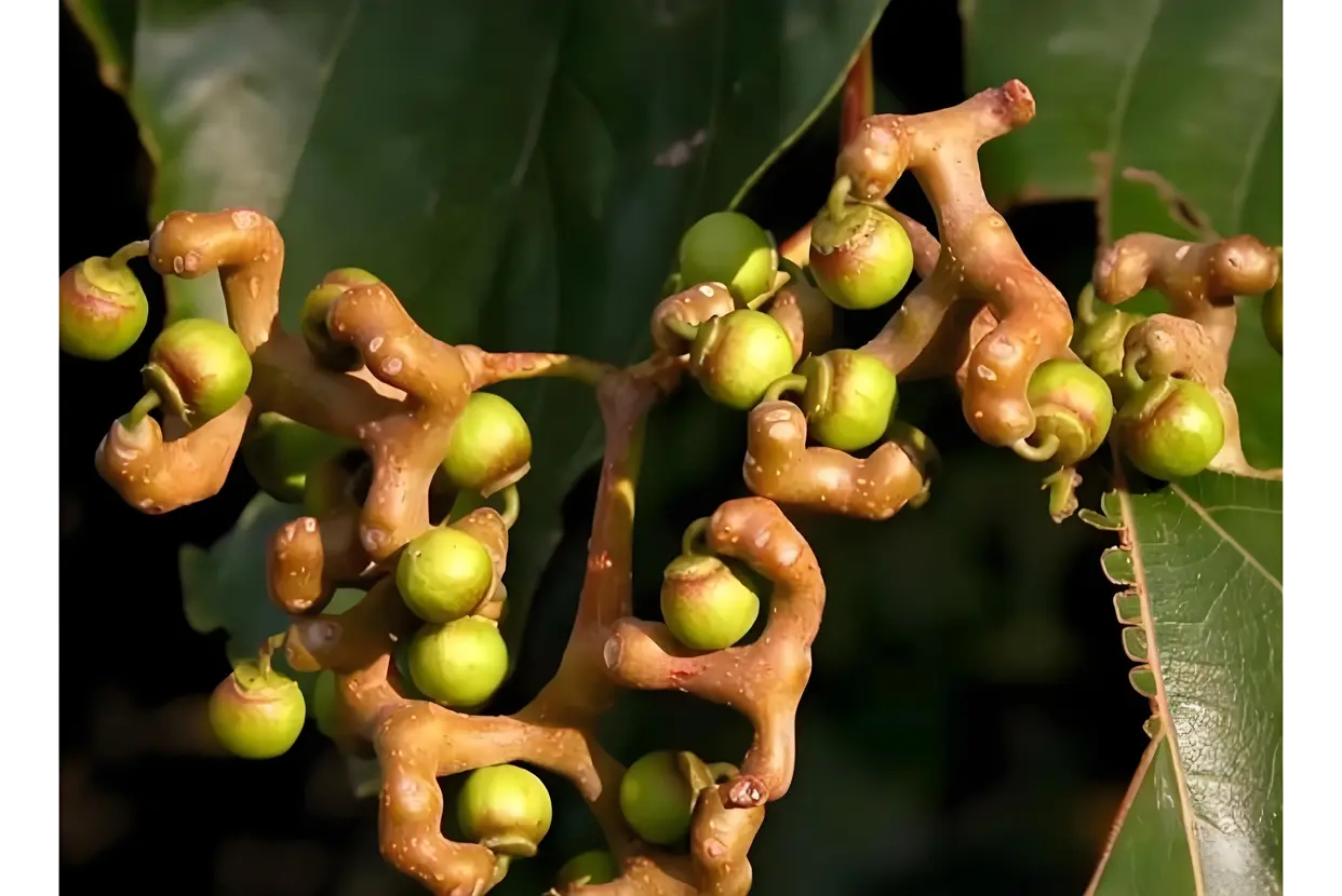 Hovenia Dulcis Fruit