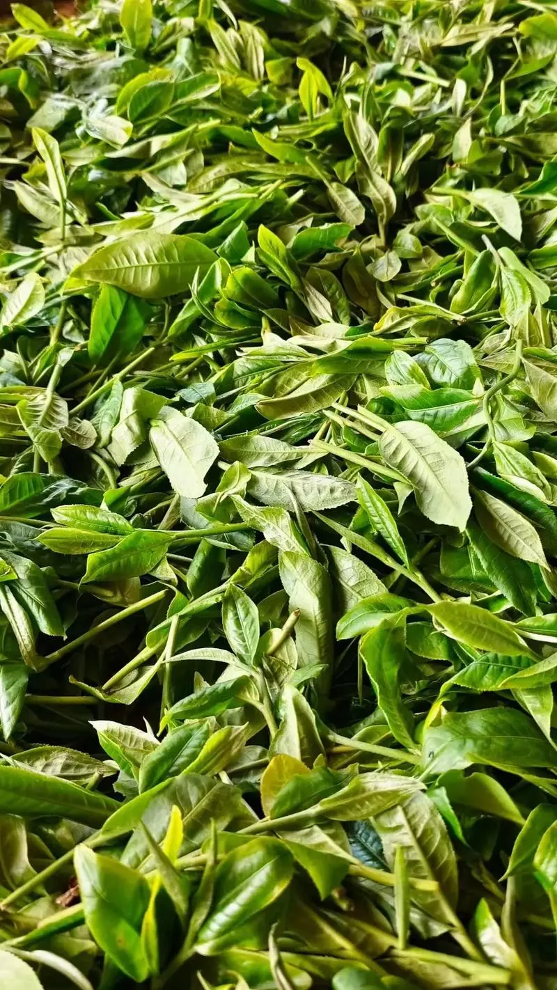 Pu-erh Tea