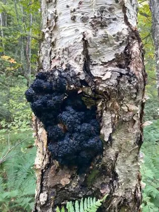 Chaga Mushroom