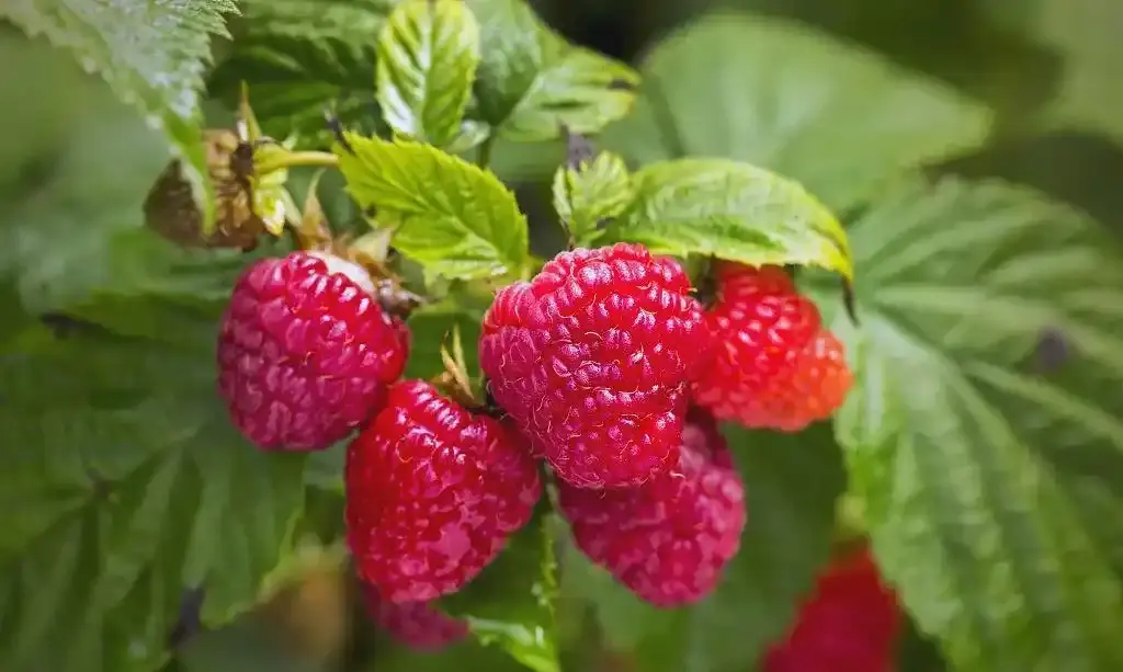 Raspberry Fruit