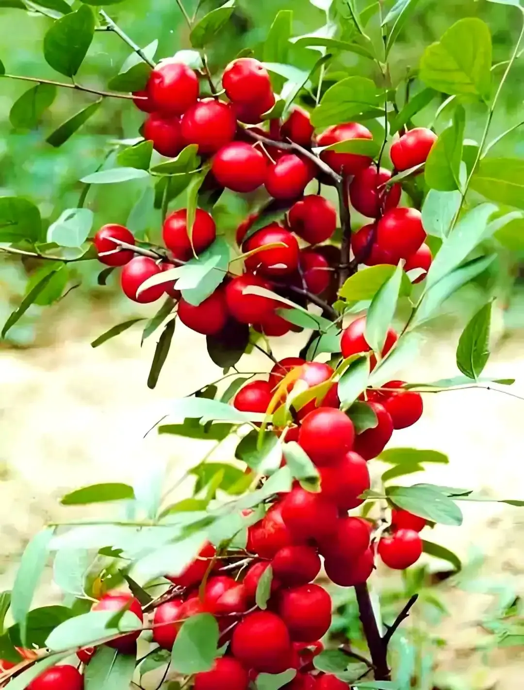 Chinese Bushcherry Seed Chinese Bushcherry Seed