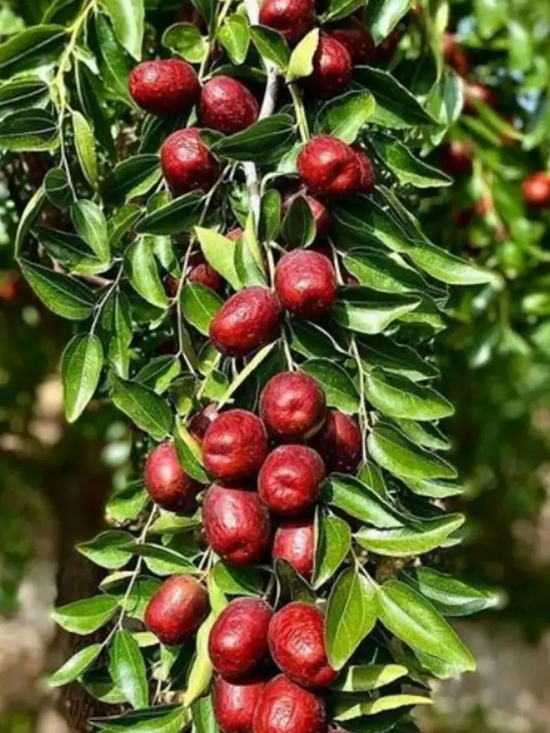 Jujube Date Jujube Date