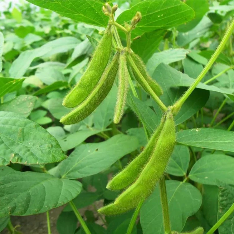 Fermented Soybean