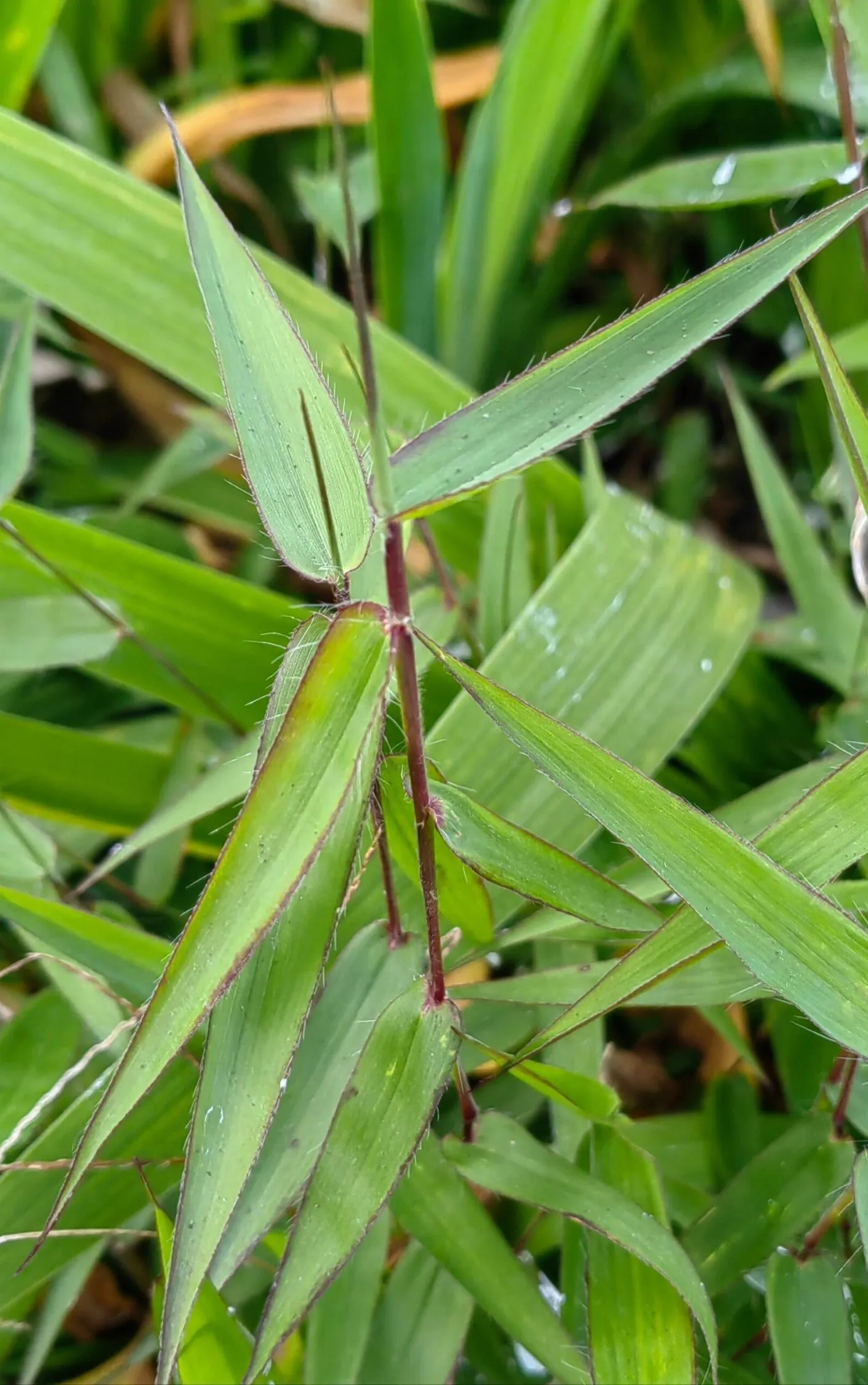 Common Lophatherum Herb