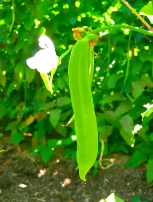 Sword Bean