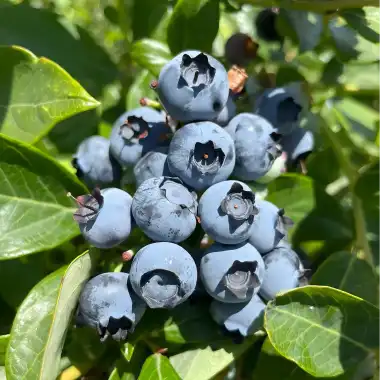 natural blueberry natural blueberry