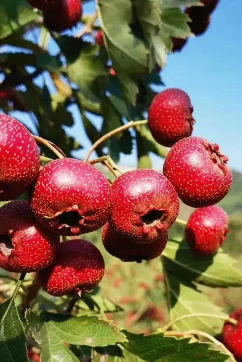 Hawthorn Hawthorn