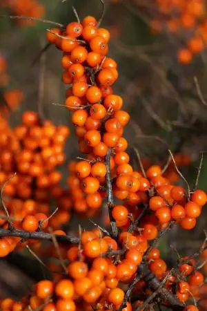 Sea Buckthorn Sea Buckthorn