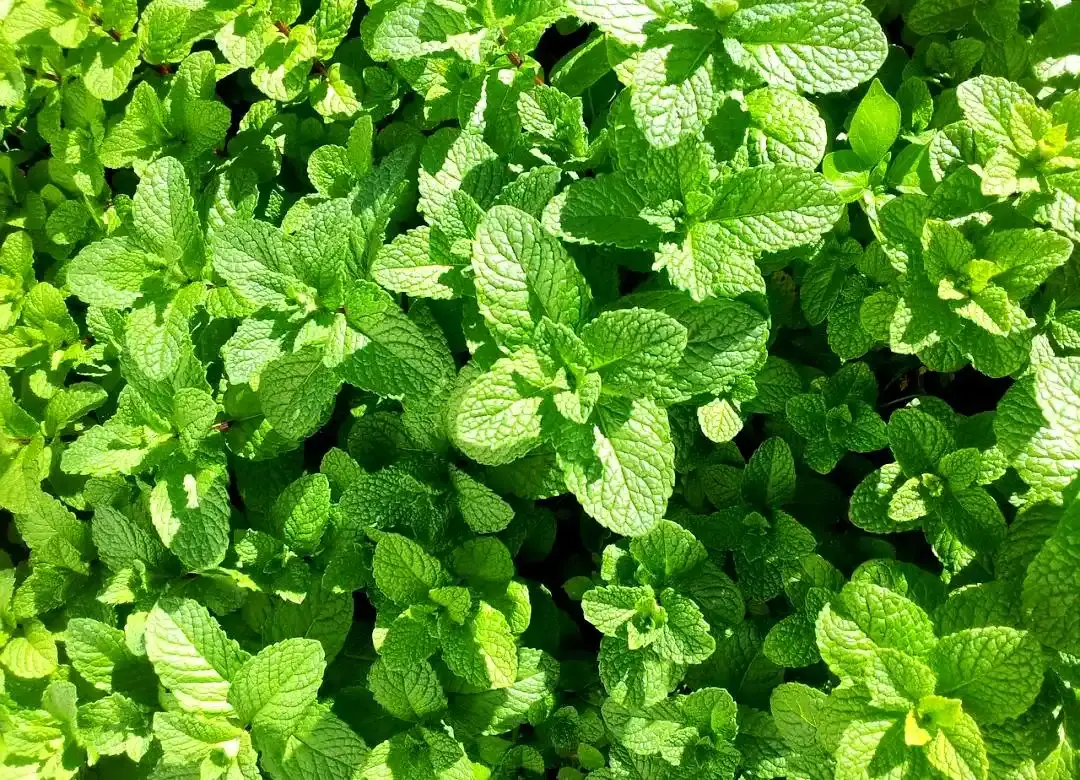 Mint