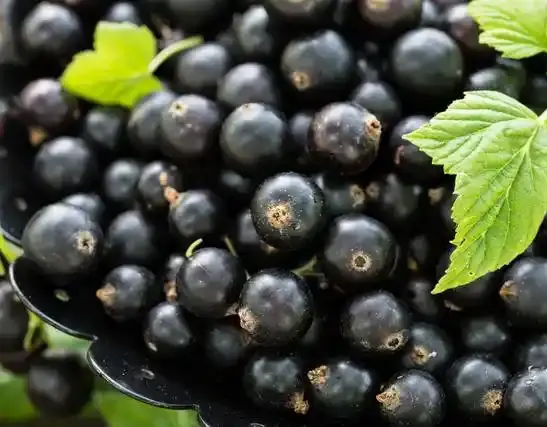 Acai Berry Acai Berry