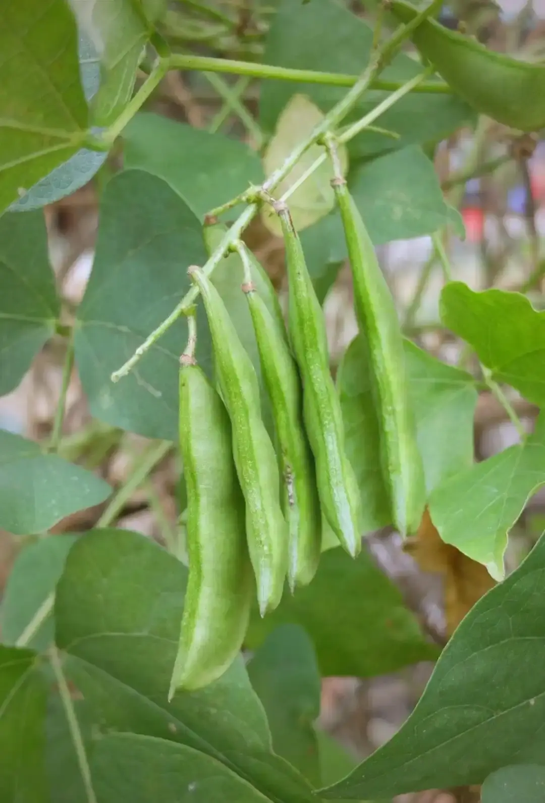 White Hyacinth Bean