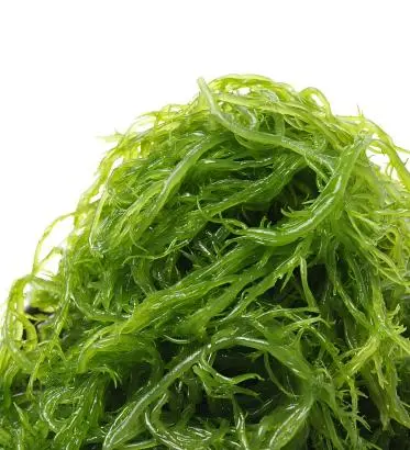 Algae Algae