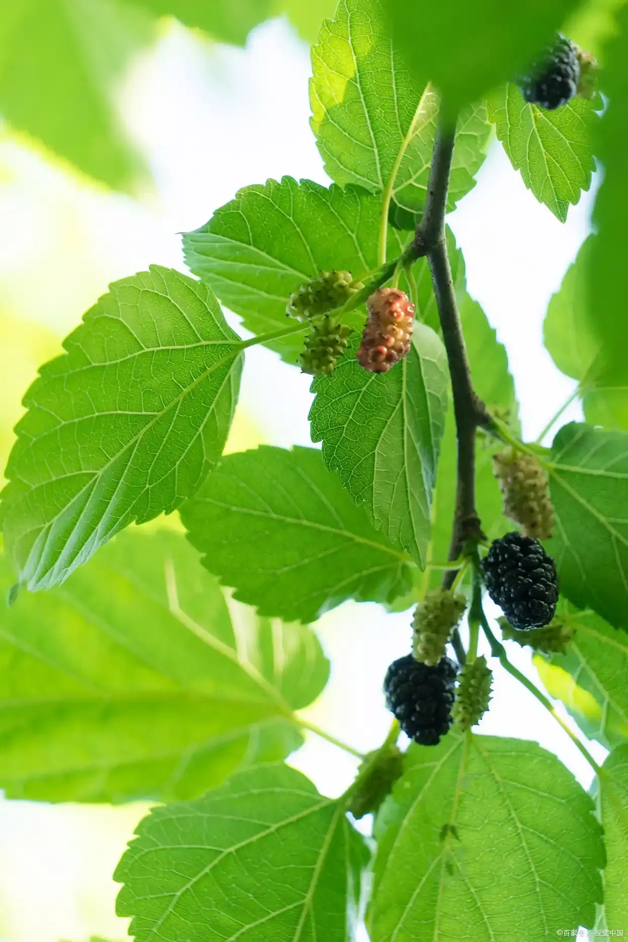 Mulberry Leaf