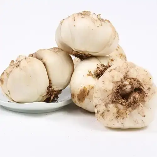 Lily Bulb Lily Bulb