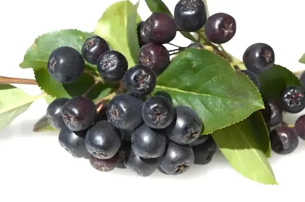 Smoked Plum Smoked Plum