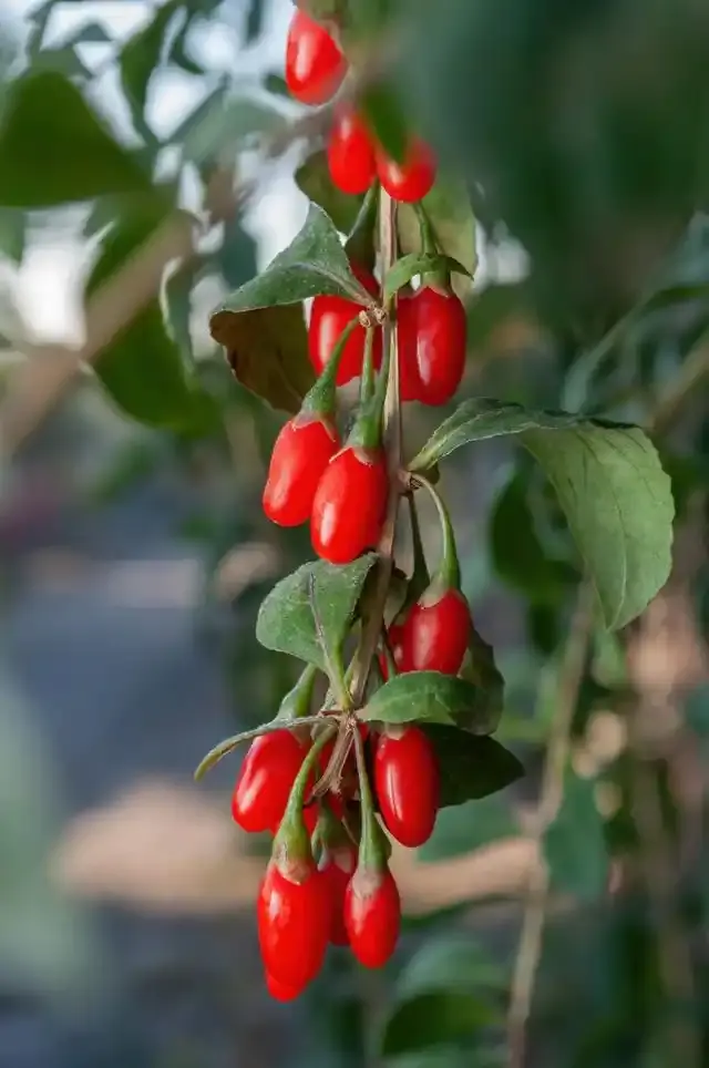 Wolfberry Wolfberry