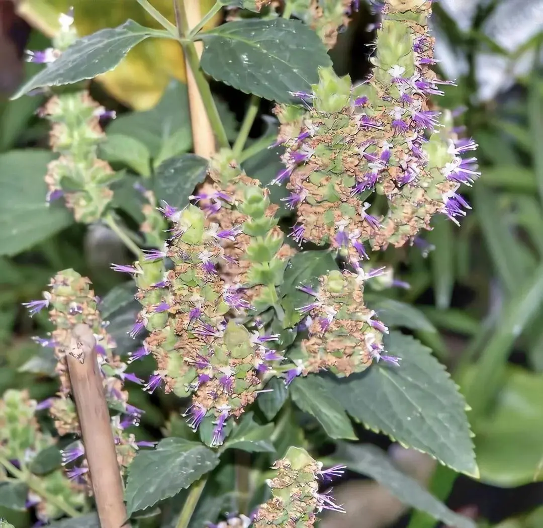 Patchouli Herb Patchouli Herb