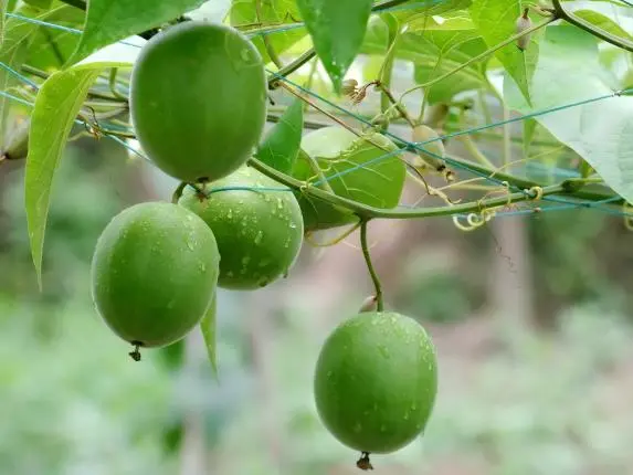 Monk Fruit