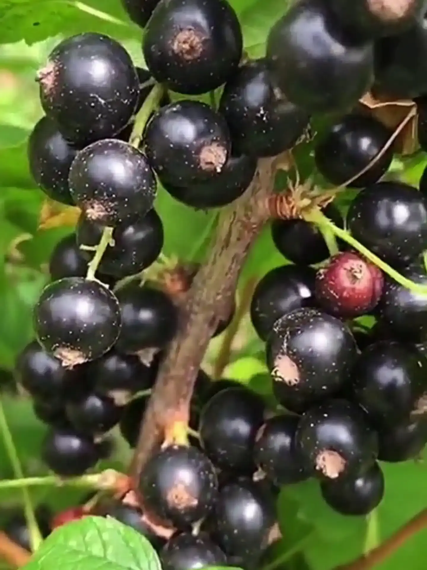 Blackcurrant Fruit