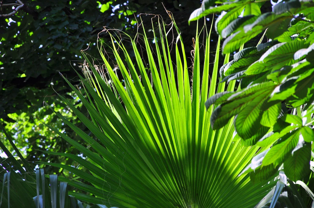 saw palmetto saw palmetto