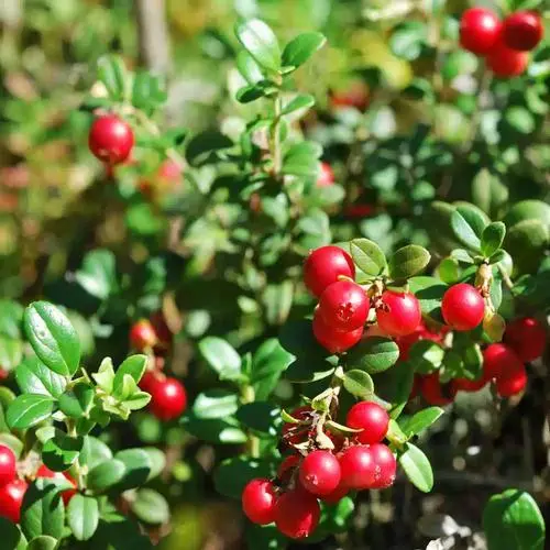 Pure Cranberry