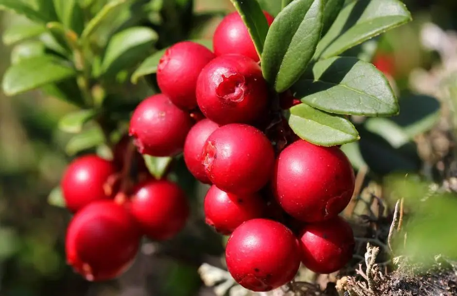 Bilberry Bilberry