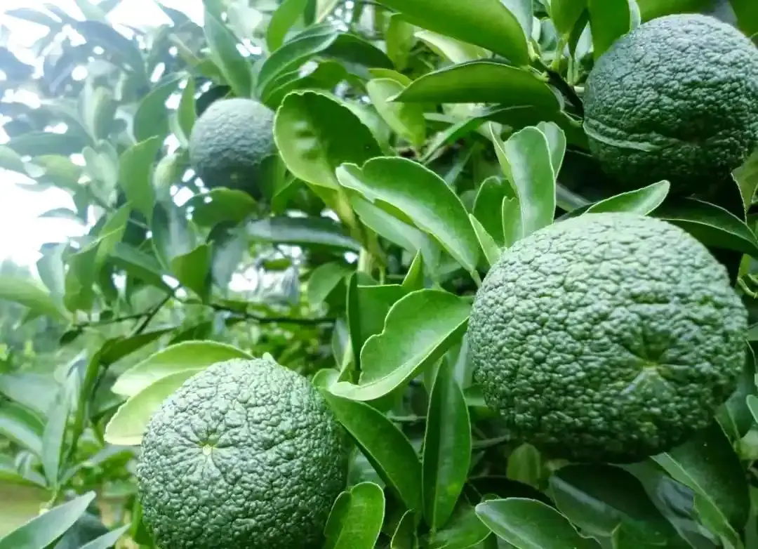 Citrus Aurantium Citrus Aurantium