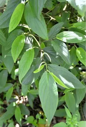 Eucommia Bark