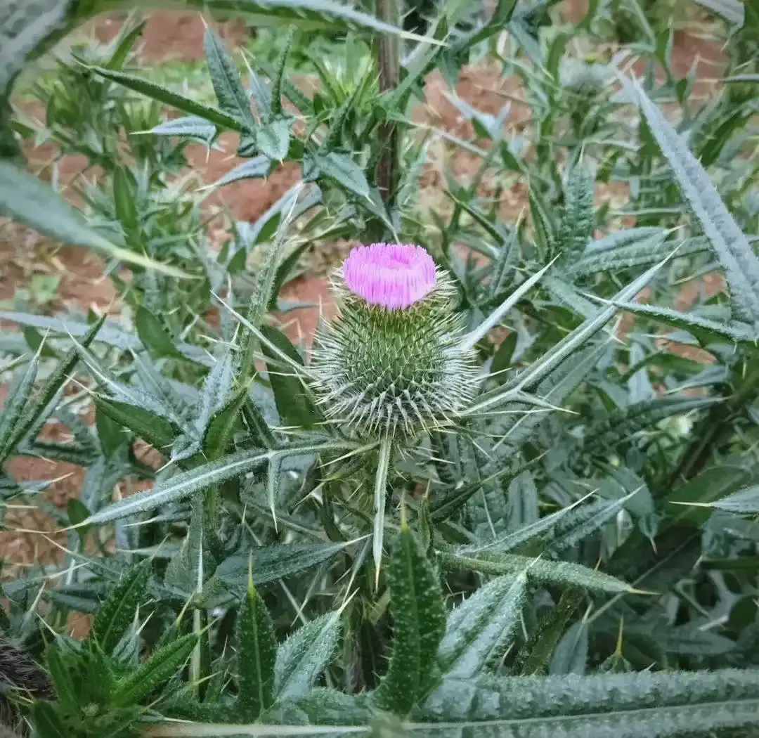 Milk thistle Milk thistle