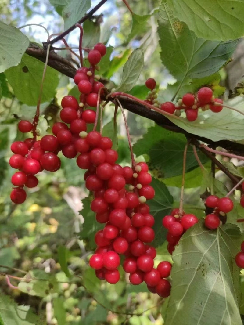 Schisandra Schisandra