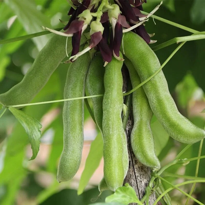 Mucuna Pruriens Mucuna Pruriens