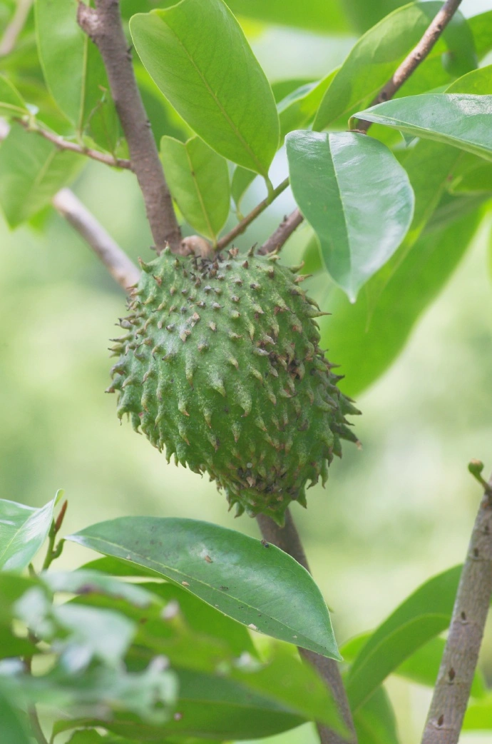 Soursop Fruit