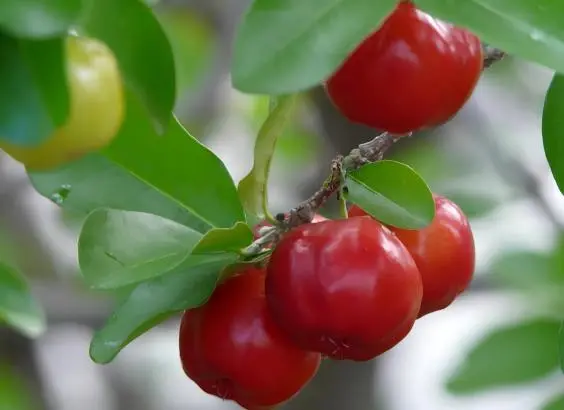 Acerola Cherry