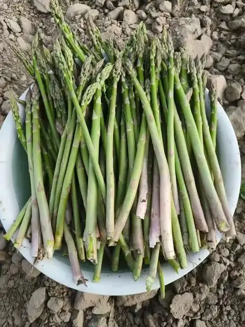 Asparagus