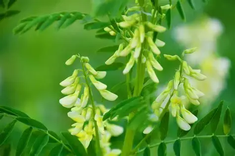Astragalus Astragalus