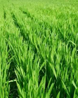 Barley Grass Barley Grass