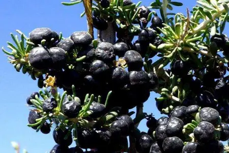 Black Goji Black Goji