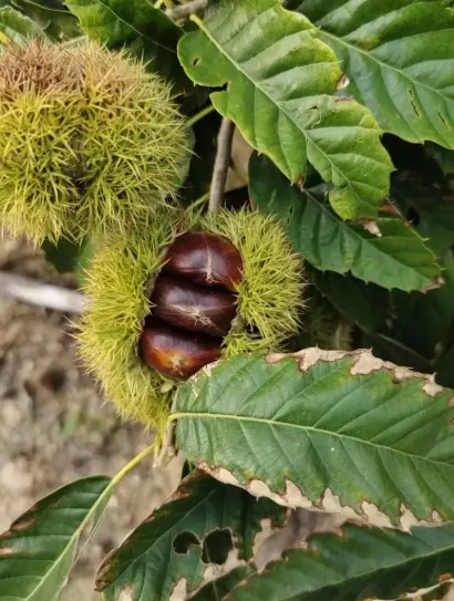 Chestnut