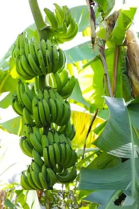 Banana Banana