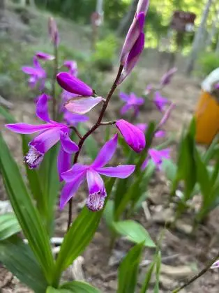 Bletilla