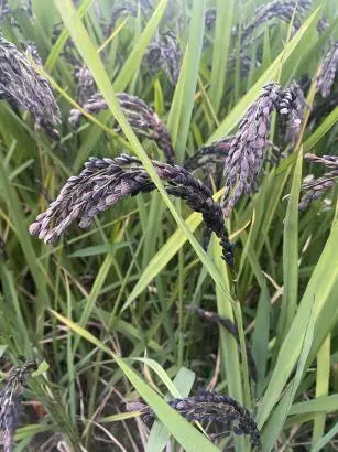 Black Rice