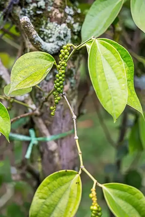 Black Pepper Black Pepper