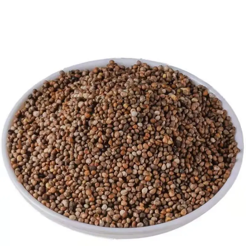 Perilla Seed
