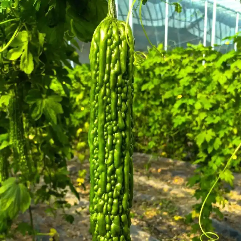 bitter melon