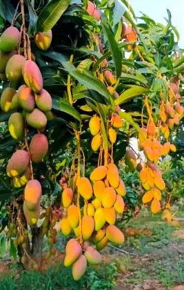 Mango Mango