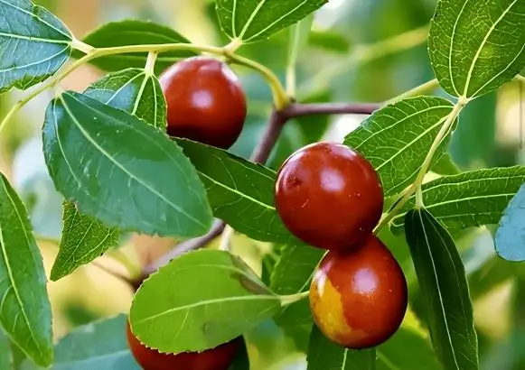  Bulk Jujube Powder